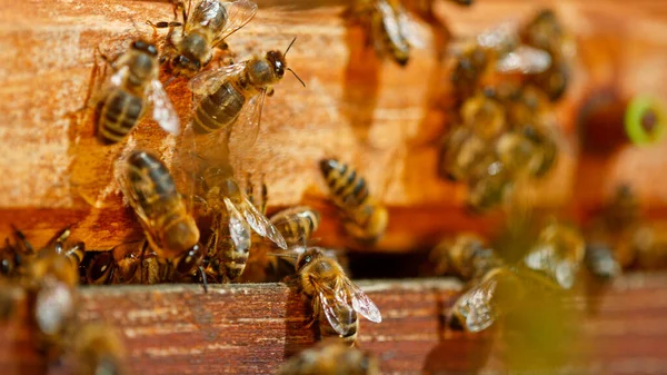 Παγωμένη Κίνηση Των Μελισσών Που Πετούν Μέσα Και Έξω Κυψέλη — Φωτογραφία Αρχείου