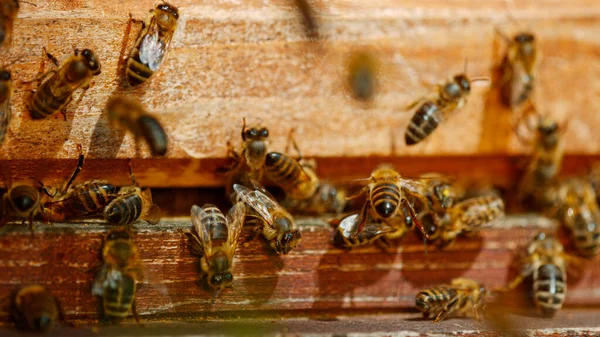 벌통을 들락날락 벌들의 매크로 — 스톡 사진