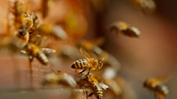 蜜蜂飞进飞出蜂窝的冻结动作 宏观射击 — 图库照片