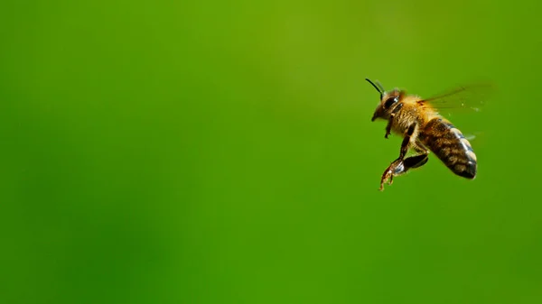 Freeze Motion Bee Flying Macro Shot — Stock Photo, Image