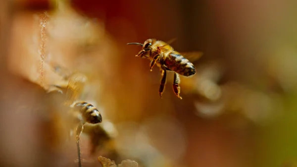Zmrazit Pohyb Včel Létajících Dovnitř Ven Včelího Úlu Makro Záběr — Stock fotografie