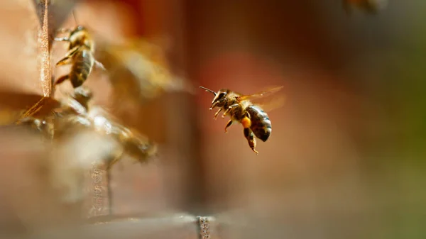 蜜蜂飞进飞出蜂窝的冻结动作 宏观射击 — 图库照片