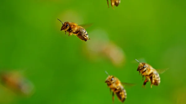 Zmrazit Pohyb Létání Včel Makro Záběr — Stock fotografie