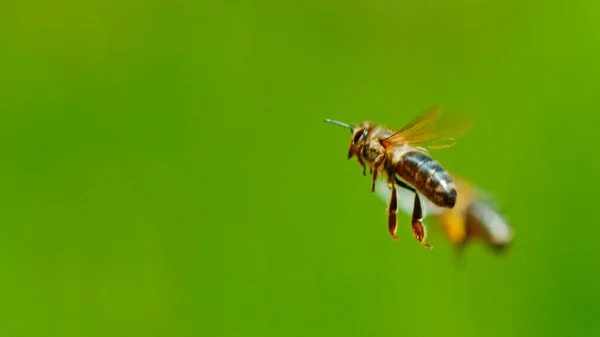 Uçan Arıların Hareketsiz Hareketi Makro Çekim — Stok fotoğraf