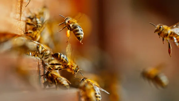 Замораживание Движения Пчел Прилетающих Вылетающих Пчелиного Улья Макровыстрел — стоковое фото