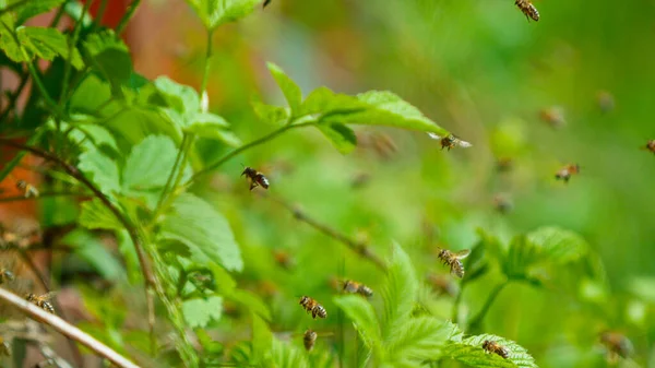 Gefrierbewegung Von Bienen Die Bienenstock Ein Und Ausfliegen Makroaufnahme — Stockfoto