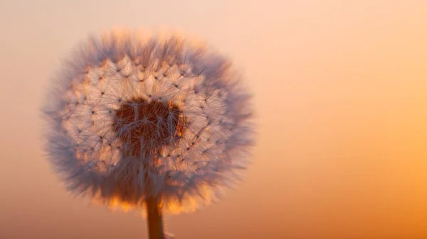 Macro Shot Dandelion Being Blown Freeze Motion Outdoor Scene Sunset — Stock Photo, Image