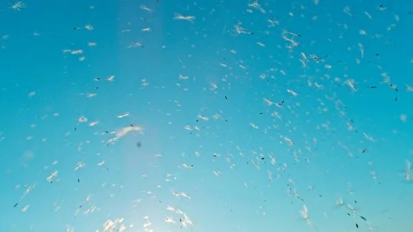 Macro Shot Dandelion Zaden Worden Opgeblazen Bevries Beweging Outdoor Scene — Stockfoto
