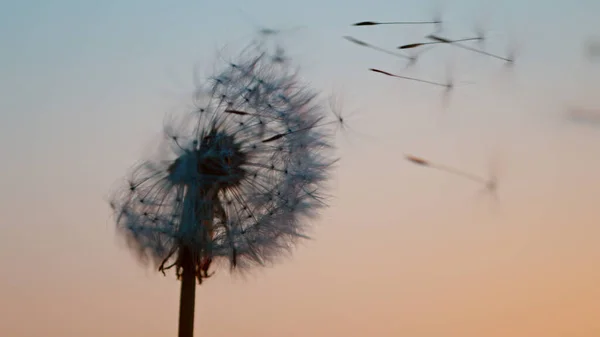Macro Shot Dandelion Wordt Opgeblazen Bevries Beweging Outdoor Scene Tijdens — Stockfoto