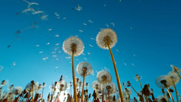 Macro Shot Dandelions Yang Ditiup Gerakan Beku Adegan Luar Ruangan — Stok Foto