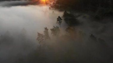 Sabahın erken saatlerinde yeşil ormanın havadan görünüşü. Gün doğumunda ormanın üzerinde uçmak