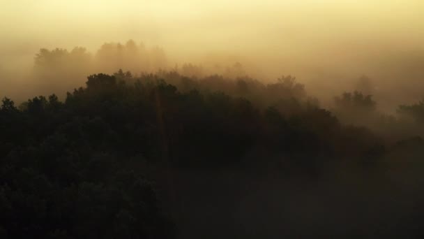 朝早く春の緑の森の空中ビュー 日の出に森を飛び越える — ストック動画
