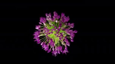 Güzel mor süslemeli soğan çiçeğinin zamanlaması siyah arkaplandaki alyum devi