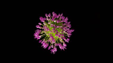 Güzel mor süslemeli soğan çiçeği siyah zemin üzerinde allium giganteum