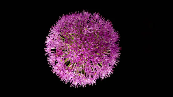 黒を背景に美しい紫色の観賞用タマネギの花のアリウムギガンテウム — ストック写真