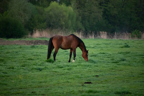 棕色的马在朝阳升起的田野里吃草 — 图库照片