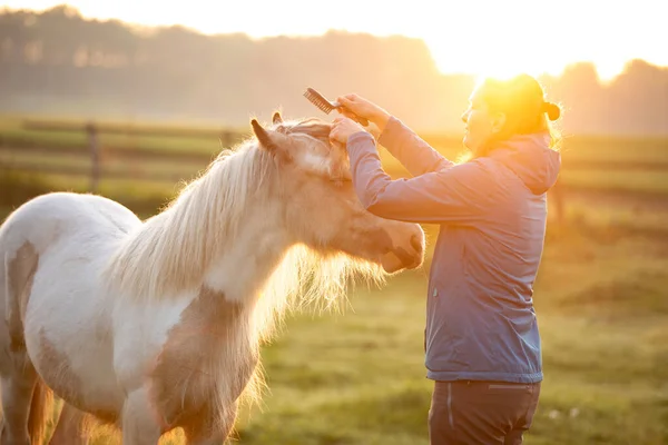 Girl Combing Tinker Horse Galineers Cob Field Rising Morning Sun — Stock Photo, Image