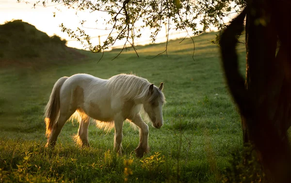 Tinker Paard Galineers Cob Grazen Een Veld Met Opkomende Ochtendzon — Stockfoto