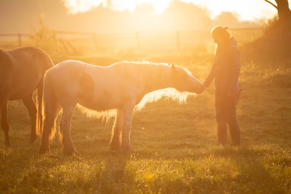 Tinker Horse Galineers Cob Girl Field Rising Morning Sun — Stock Photo, Image