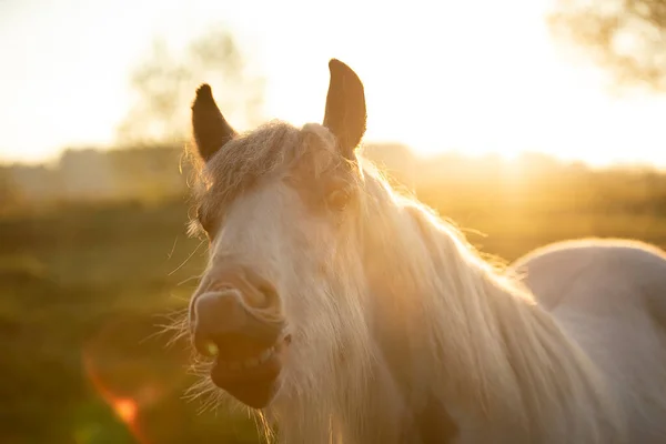 Tinker Horse Galineers Cob Laughing Field Rising Morning Sun — Stock Photo, Image
