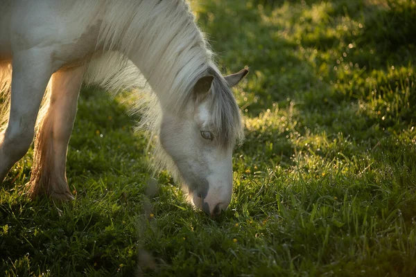 Tinker Pferd Galineers Cob Weidet Auf Einem Feld Mit Aufgehender — Stockfoto
