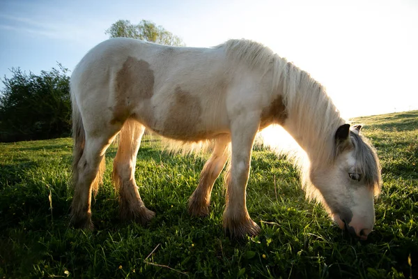 Tinker Horse Galineers Cob Grazing Field Rising Morning Sun — Stock Photo, Image
