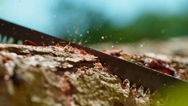 木材丸太を切る森の中での鋸の動きの凍結 — ストック写真