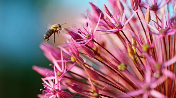 Μέλισσα Συλλογή Γύρη Και Νέκταρ Από Ένα Διακοσμητικό Λουλούδι Σκόρδο — Φωτογραφία Αρχείου