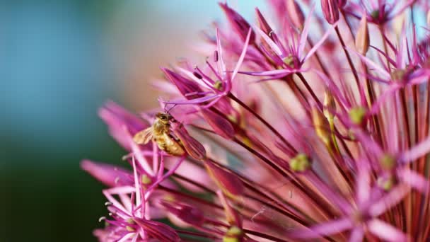 Movimento Lento Abelha Que Coleta Pólen Néctar Uma Flor Alho — Vídeo de Stock