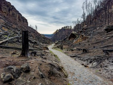Yıkıcı bir yangından sonra orman. Yerde yuvarlanan kömürleşmiş ağaçları kesin..