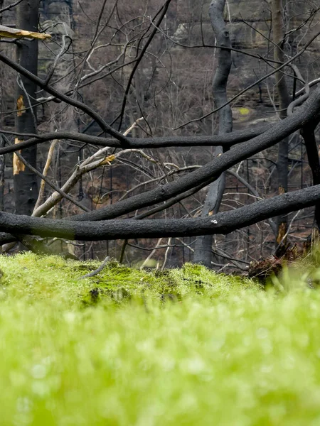 Régénération Forêt Après Incendie Dévastateur Couper Les Arbres Carbonisés Rouler — Photo