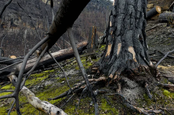 Bosque Después Incendio Devastador Cortar Árboles Carbonizados Rodando Suelo — Foto de Stock