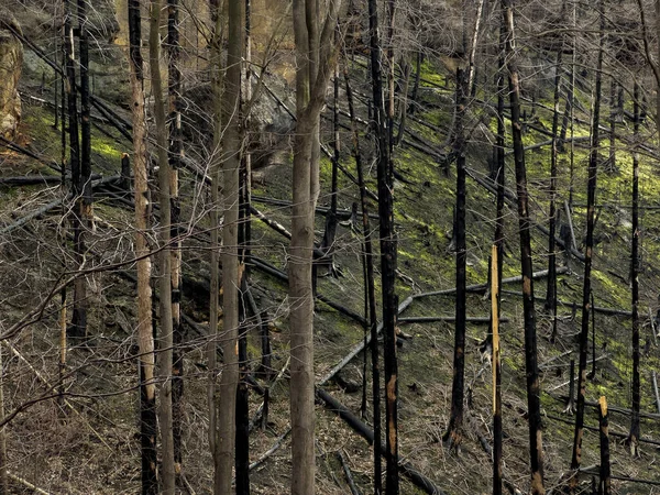Bosque Después Incendio Devastador Cortar Árboles Carbonizados Rodando Suelo — Foto de Stock