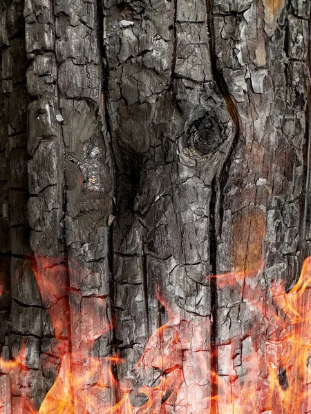 Charred Bark Pine Forest Devastating Fire Macro Sho — Stock Photo, Image