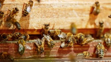 Arı kovanına girip çıkan arıların süper yavaş çekimleri. Yüksek hızlı sinema kamerası, 1000fps.