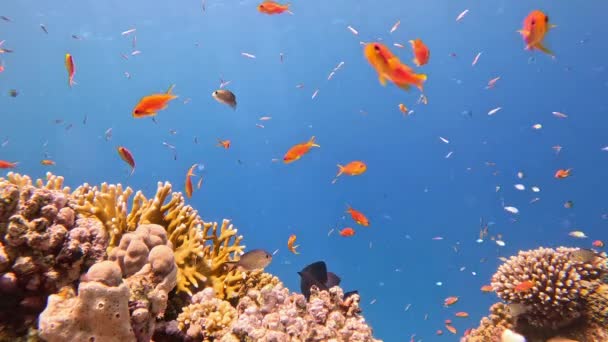 カラフルな海の魚と水中熱帯サンゴリーフ 海洋生物世界 熱帯色の水中の海景 — ストック動画