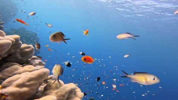 Arrecife Corales Tropicales Submarinos Con Coloridos Peces Marinos Mundo Marino — Vídeo de stock