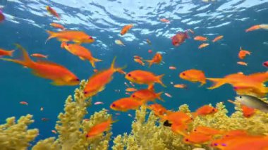 Renkli deniz balıklı sualtı tropikal mercan resifleri. Deniz yaşamı deniz dünyası. Tropik renkli sualtı deniz manzarası.