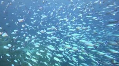 Sualtı tropik balık sürüsü. Deniz yaşamı deniz dünyası, ağır çekim..