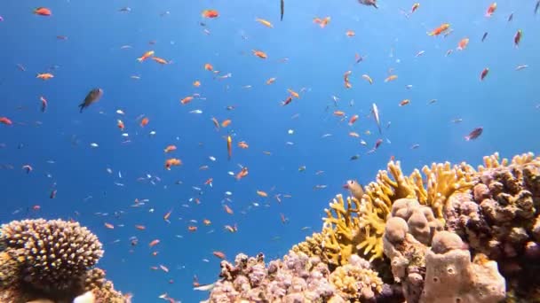 Coraux Tropicaux Sous Marins Récif Avec Des Poissons Mer Colorés — Video