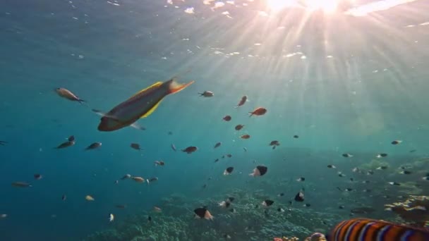 Víz Alatti Trópusi Korallzátony Színes Tengeri Halakkal Tengeri Élet Tengeri — Stock videók