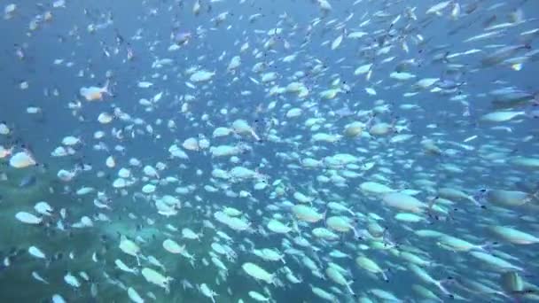 지방의 물고기 떼입니다 생물의 움직임 — 비디오