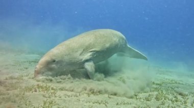 Deniz yatağında otlayan Deniz İneği Dugong Dugon 'un portresini yakından çek, yavaş çekim.