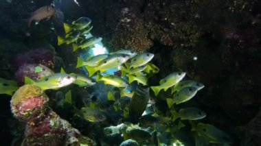 Renkli deniz balıklı sualtı tropikal mercan resifleri. Deniz yaşamı deniz dünyası. Tropik renkli sualtı deniz manzarası.