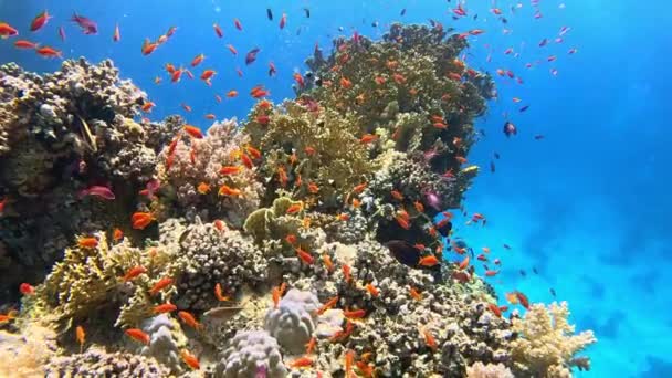 Тропічний Кораловий Риф Барвистою Морською Рибою Морський Світ Тропічний Барвистий — стокове відео