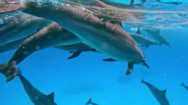 Ağır çekimde, yunuslar ailesi mavi suyun altında yavaşça yüzer. Spinner Dolphin Stenella longirostris yakın çekim, sualtı çekimi. Kızıl Deniz, Sataya Resifi Yunus Evi Marsa Alam, Mısır