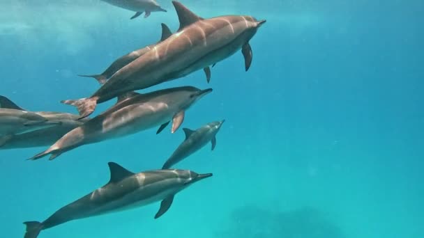 Cámara Lenta Familia Los Delfines Nadan Lentamente Bajo Sustento Agua — Vídeos de Stock