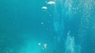 Hava kabarcıkları deniz seviyesine yükseliyor, yavaş çekim. Su altı dünyası.