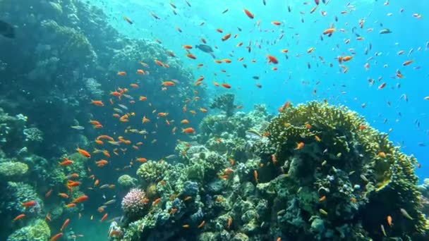 Renkli Deniz Balıklı Sualtı Tropikal Mercan Resifleri Deniz Yaşamı Deniz — Stok video