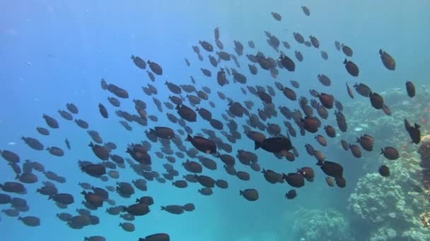 Podwodna Tropikalna Ławica Ryb Życie Morskie Świat Morski Zwolnione Tempo — Wideo stockowe